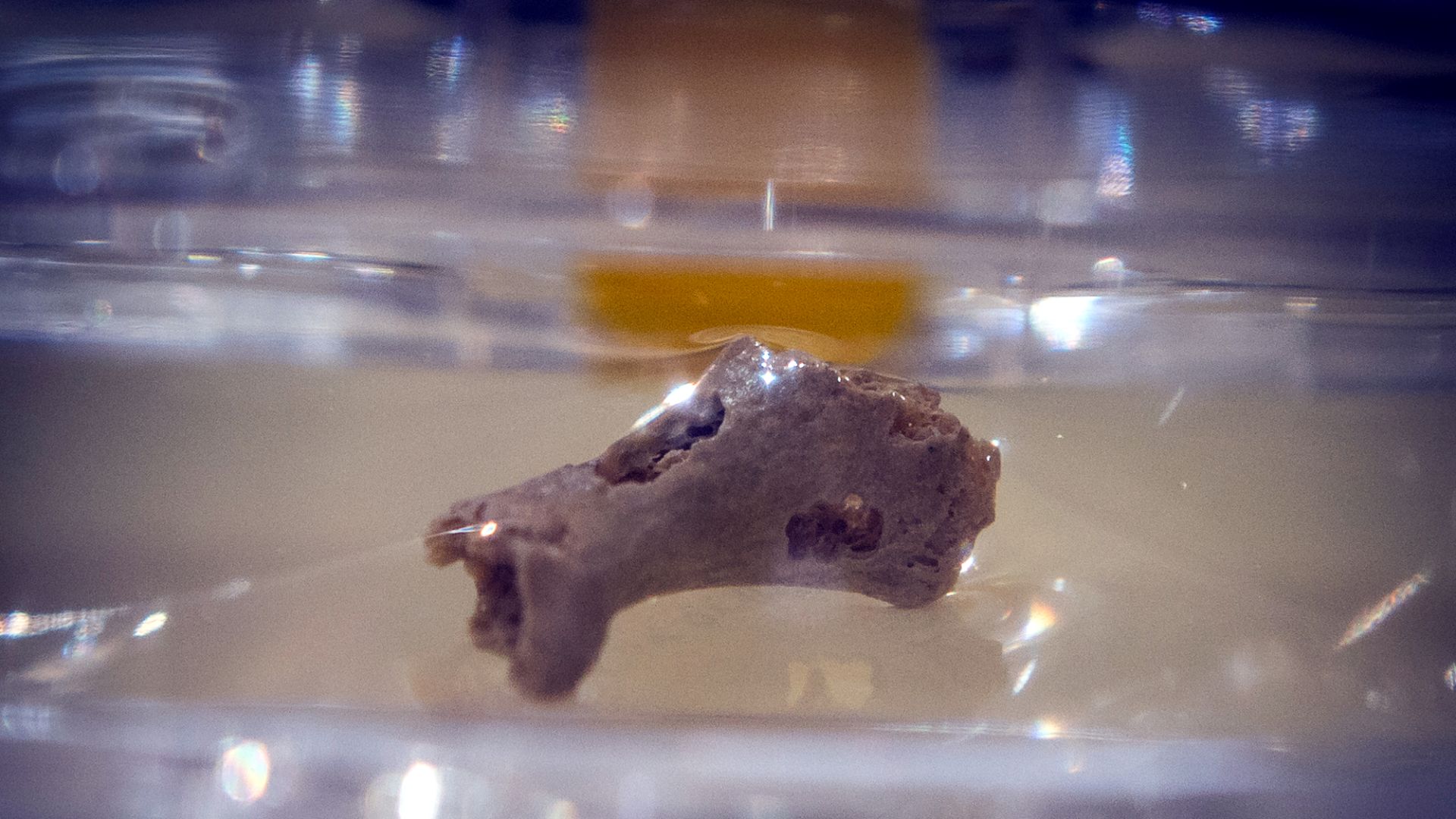 Fossil Denisova 5: In der Denisova-Höhle gefundener Zehenknochen (Grundglied) eines Neandertalers mit Beprobungsspuren. Original, ausgestellt in der Sonderausstellung