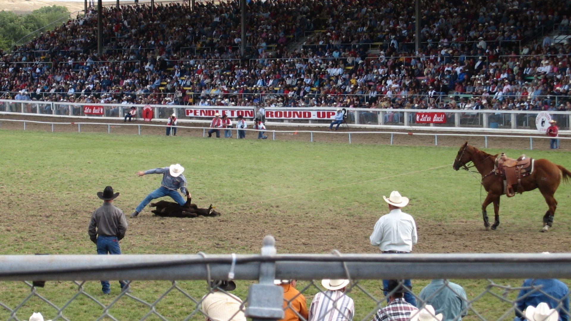 Steer roping as part of the Pendleton Round-Up.