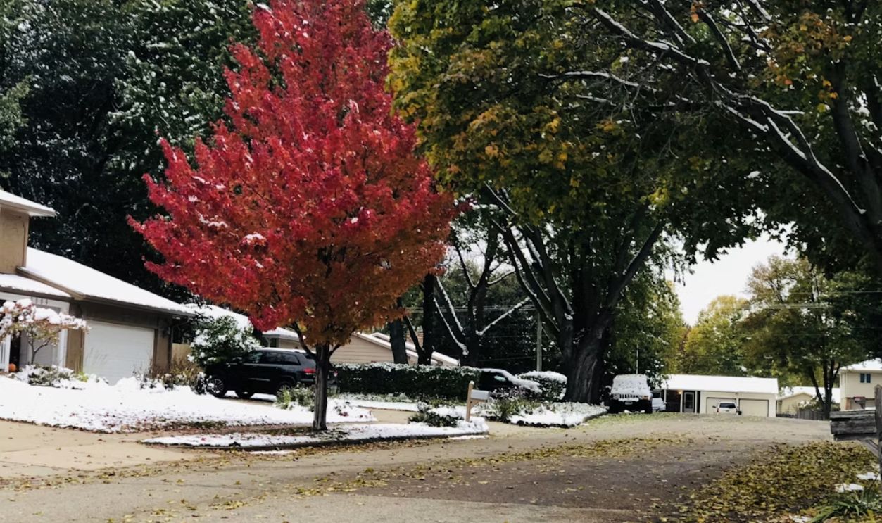 a tree with red leaves