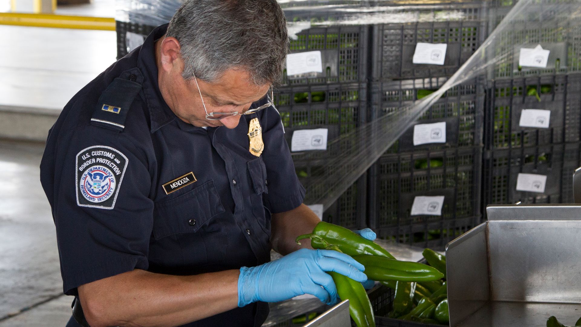 061715: U.S. Customs and Border Protection (CBP) Agriculture Specialist inspects a shipment of peppers for pests and disease at a Port of Entry in El Paso, Texas.

Photographer: Donna Burton
