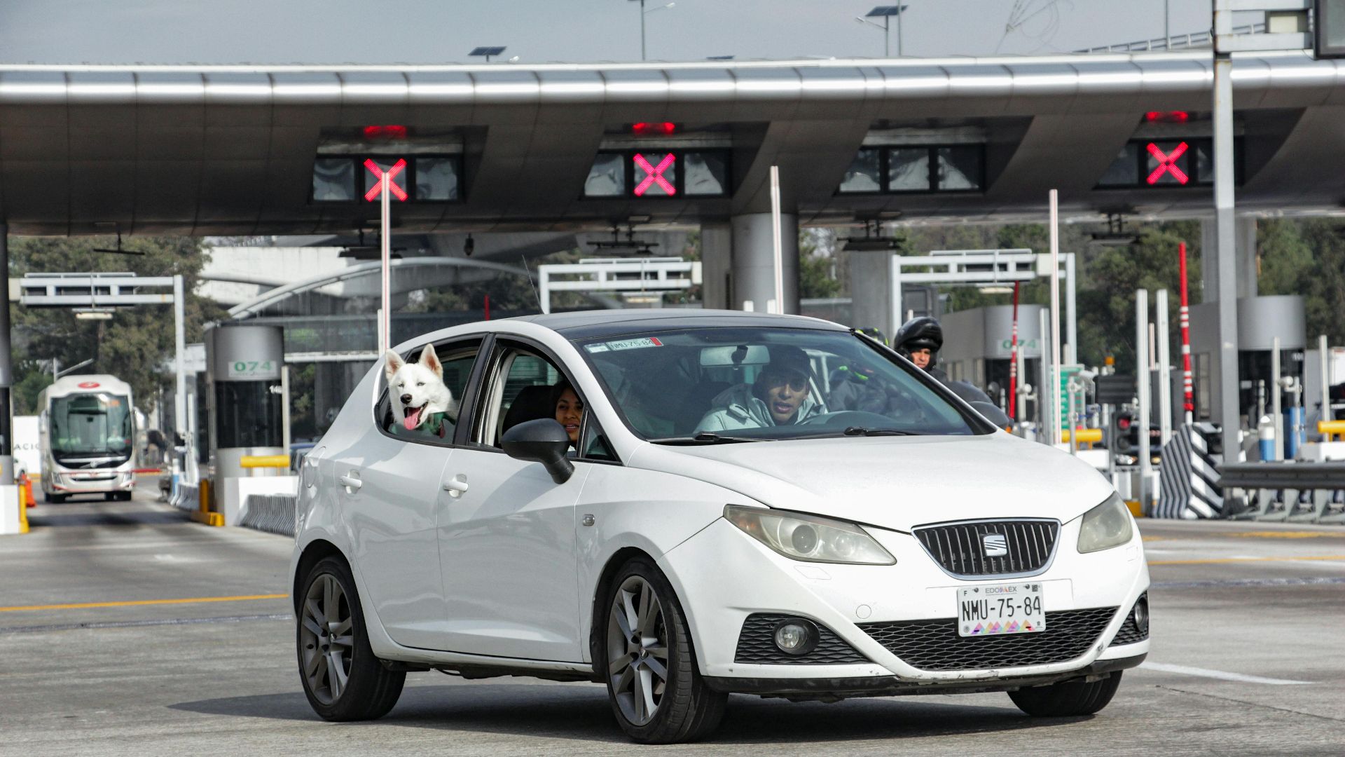 A white car driving through a toll booth with a dog leaning out the window.