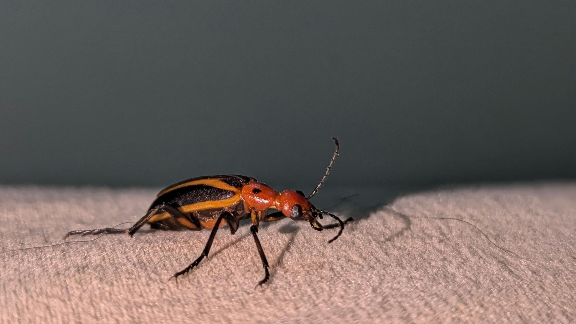 Detailed shot of a red and black beetle perched on textured fabric in a neutral setting.
