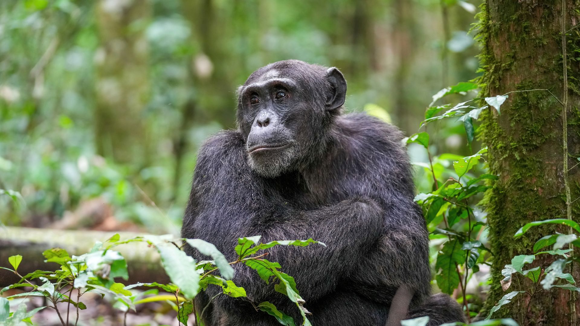Alpha male chimpanzee at Kibale forest National Park