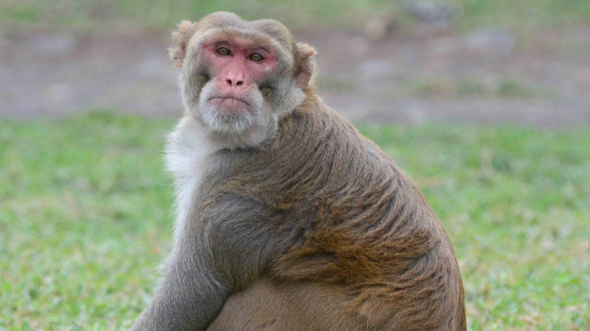 Rhesus macaque (Macaca mulatta), Punta Santiago, Puerto Rico.