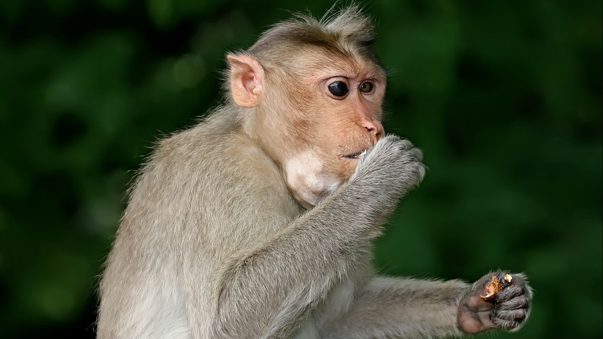 A w:Toque macaque (Macaca radiata) Monkey eating peanuts. Pictured in Bangalore, India