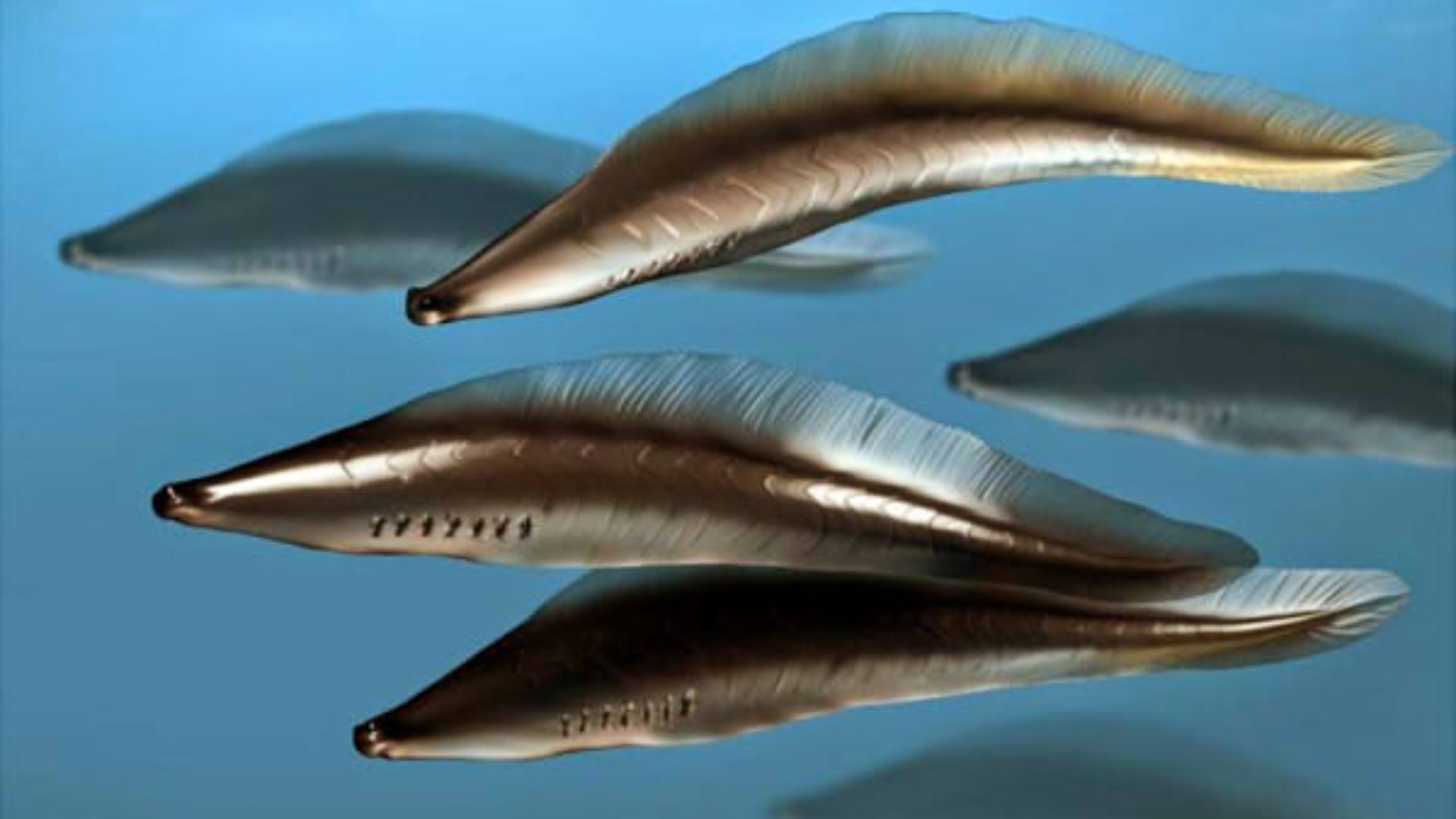Life restoration of Haikouichthys ercaicunensis.