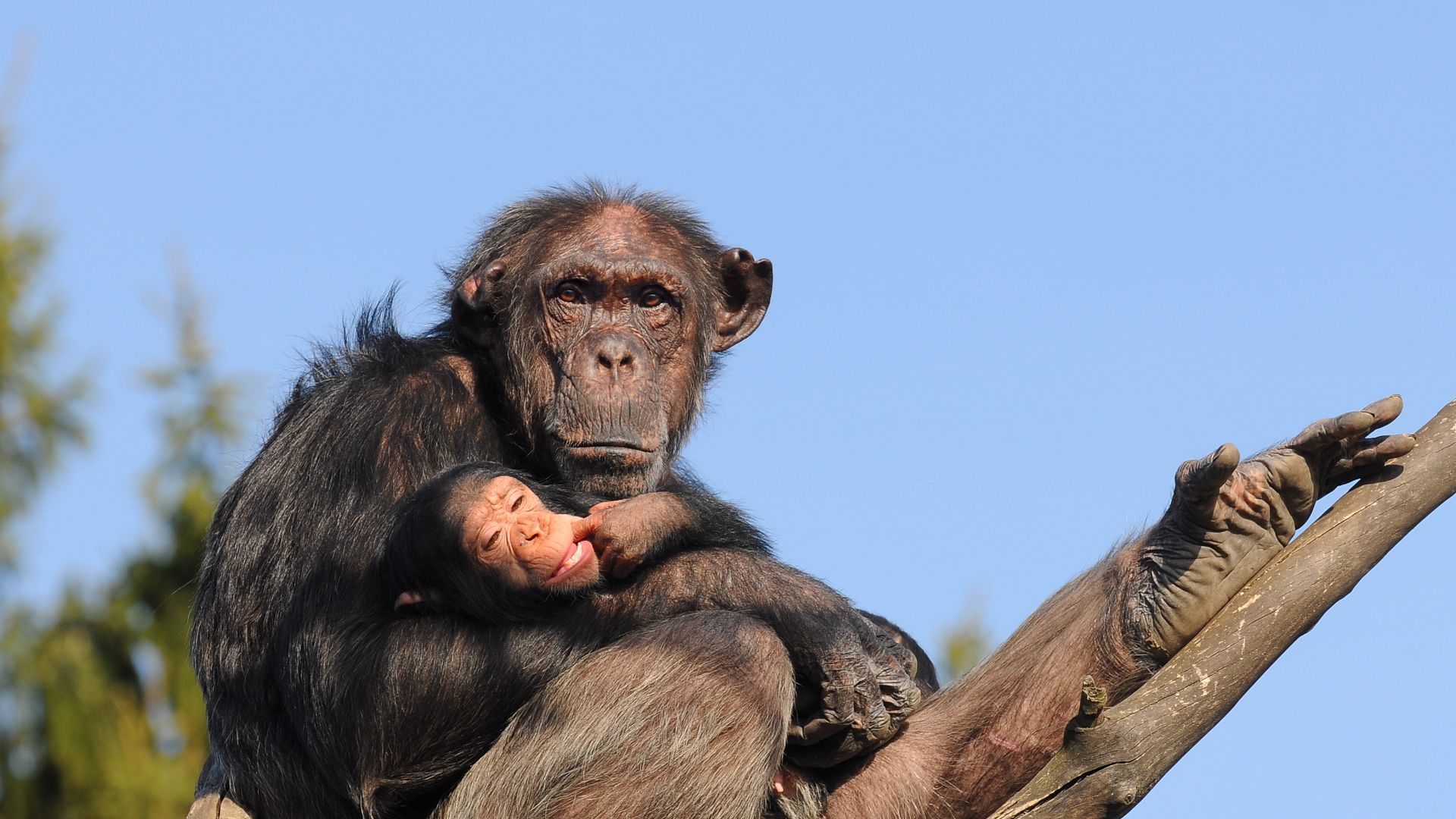 The Common Chimpanzee (Pan troglodytes) is a species of primate in the family of apes (Hominidae). Together with the bonobo (pygmy chimpanzee), they form the category of chimpanzees (Pan).