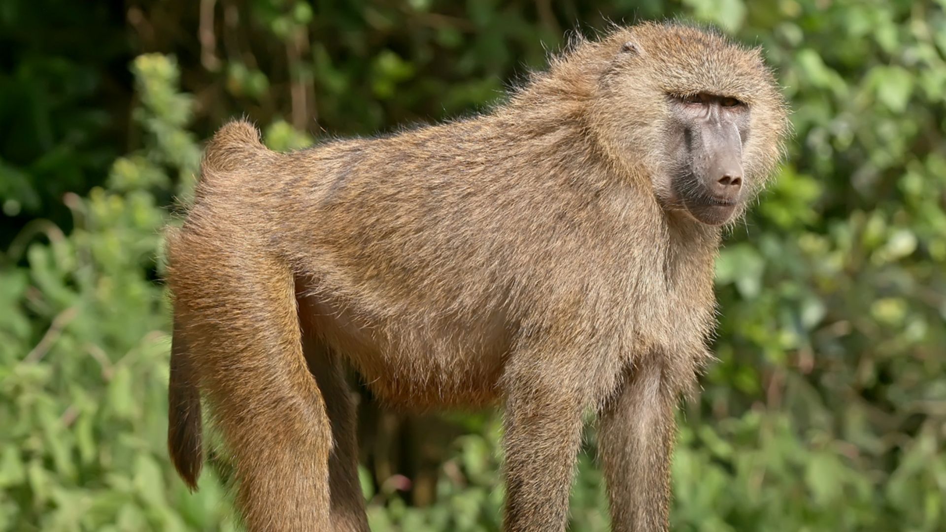 An Olive baboon (Papio anubis) in the Ngorongoro Conservation Area in Tanzania