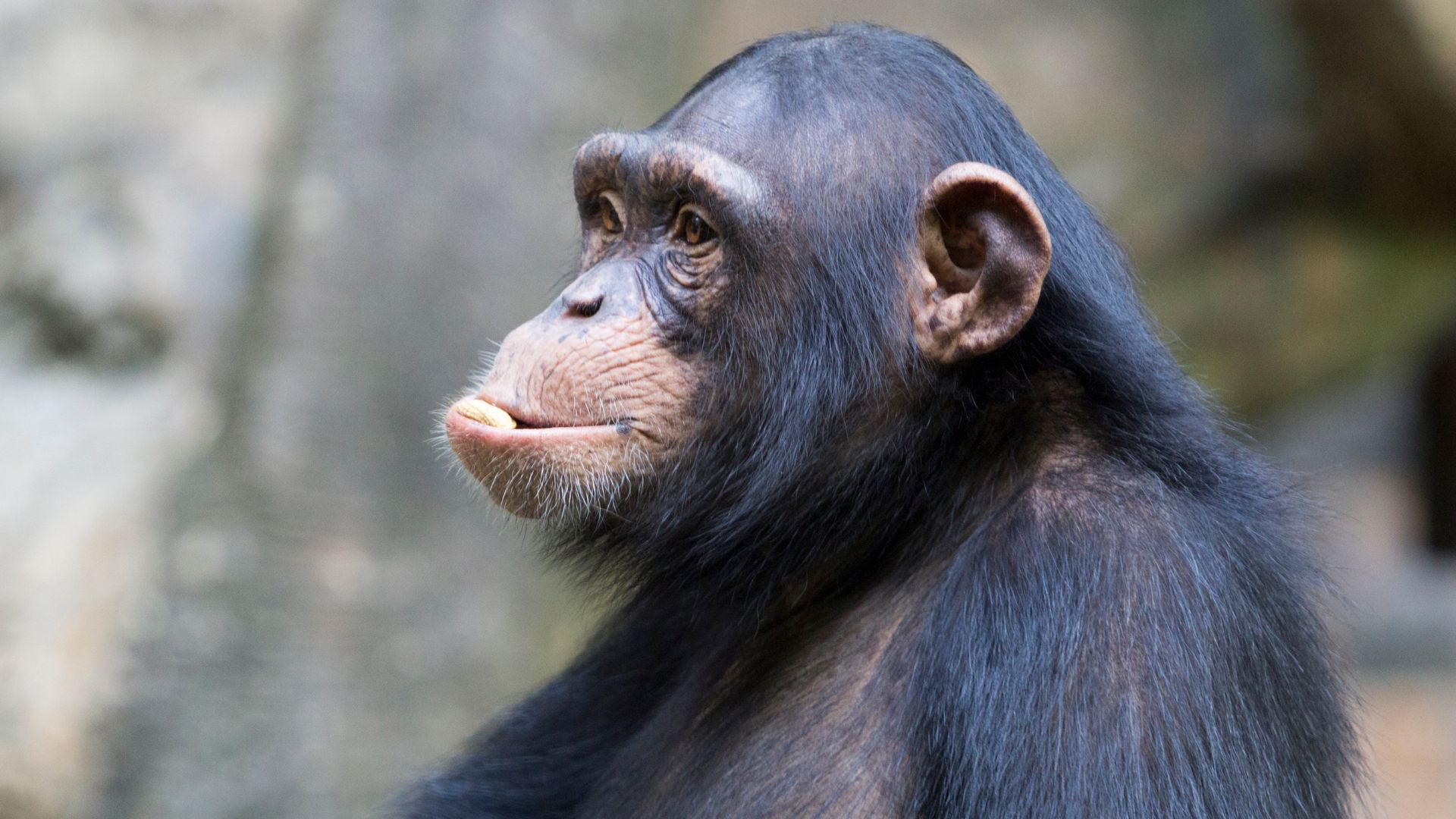 Chimpanzees are members of the Hominidae family, along with gorillas, orangutans and humans. Chimpanzees separated from humans in family branches about 4 - 6 million years ago. The two chimpanzee species above are the closest human relatives, all members of the Hominini tribe (along with the extinct species from the Hominina sub-tribe). Chimpanzees are the only known members of the Panina sub-tribe. The two Pan species separated about 1 million years ago.