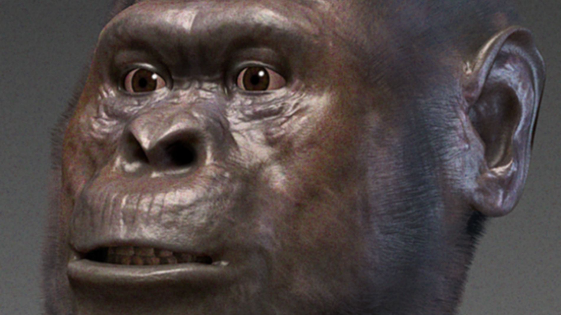Australopithecus afarensis - forensic facial reconstruction.