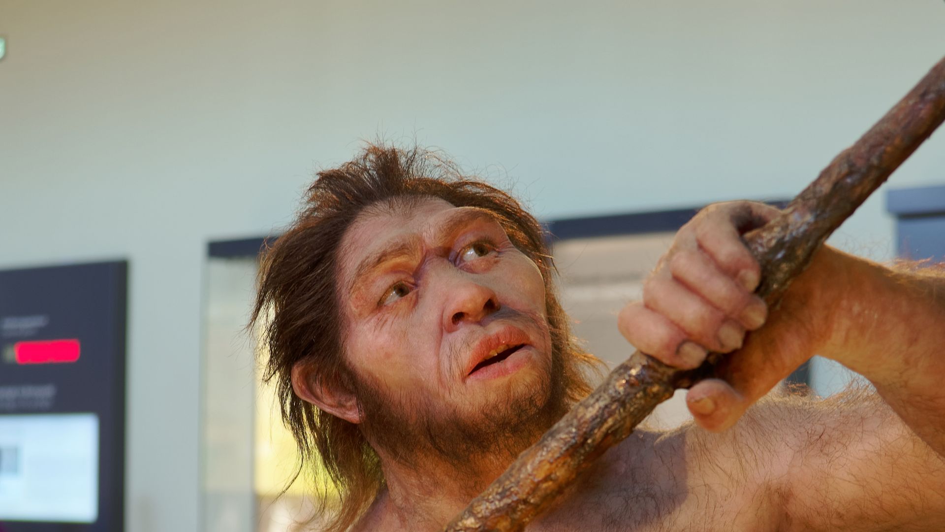 Model of Homo erectus man in The Natural History Museum, Vienna