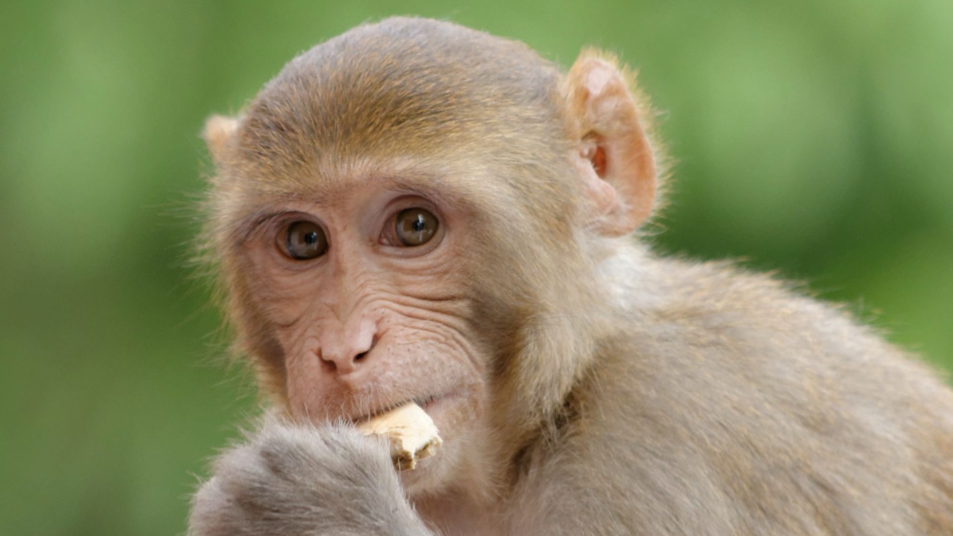 Urban Monkey, Sector-22, Gurgaon