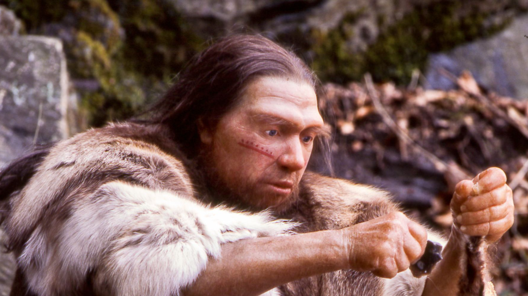 Lebend-Rekonstruktion im Neanderthal-Museum (Erkrath, Mettmann) eines Homo sapiens neanderthalensis-Jägers
