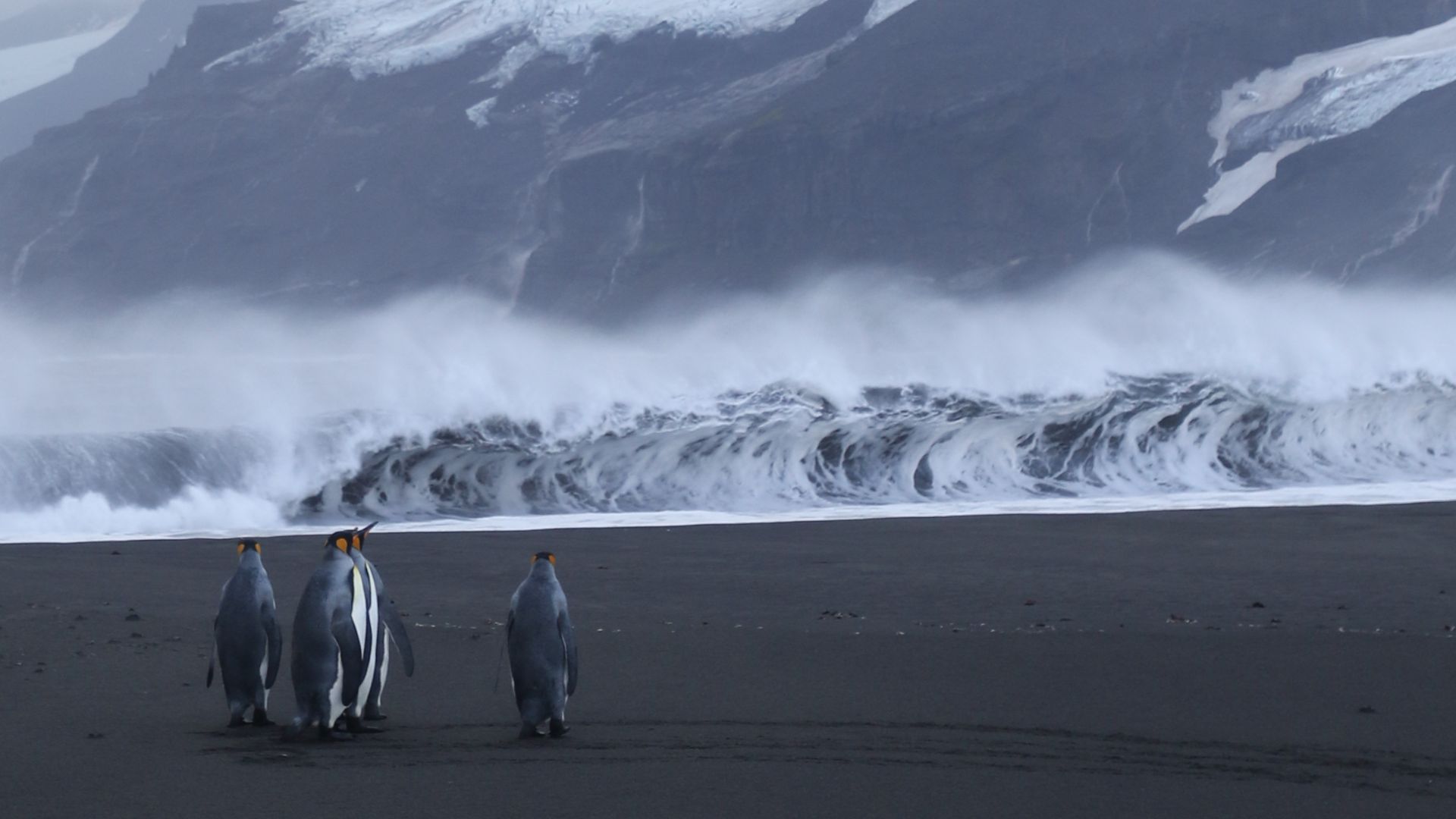 King Penguins at Corinthian Bay, Heard Island