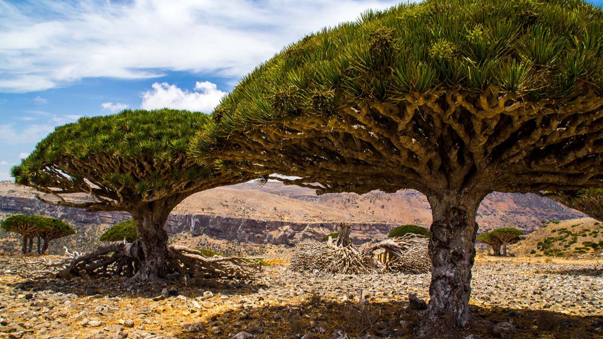 Dragon’s blood trees, Diksam plateau, Socotra Island