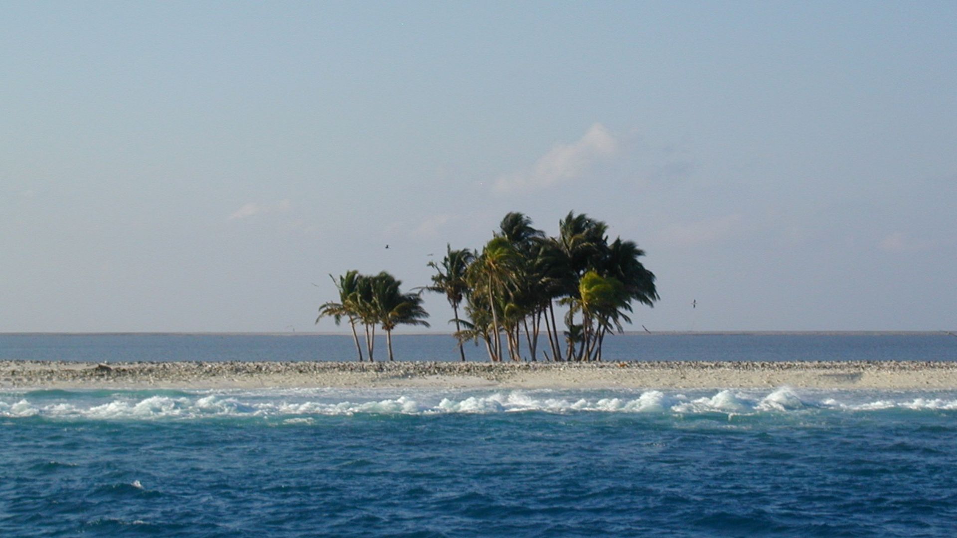 Palm Trees on Clipperton Island in the Pacific Ocean