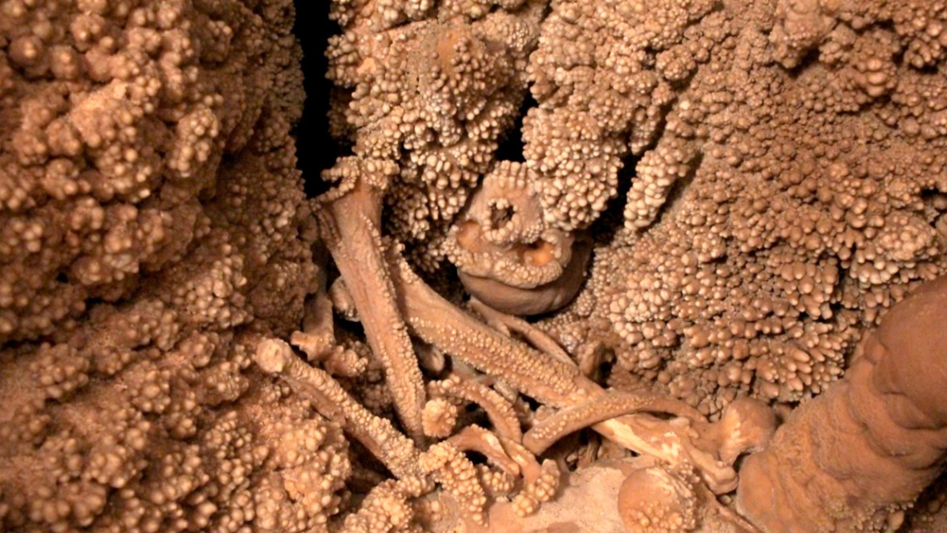 Altamura skeleton, displaying popcorn coralloid concretions. Photo by CB.