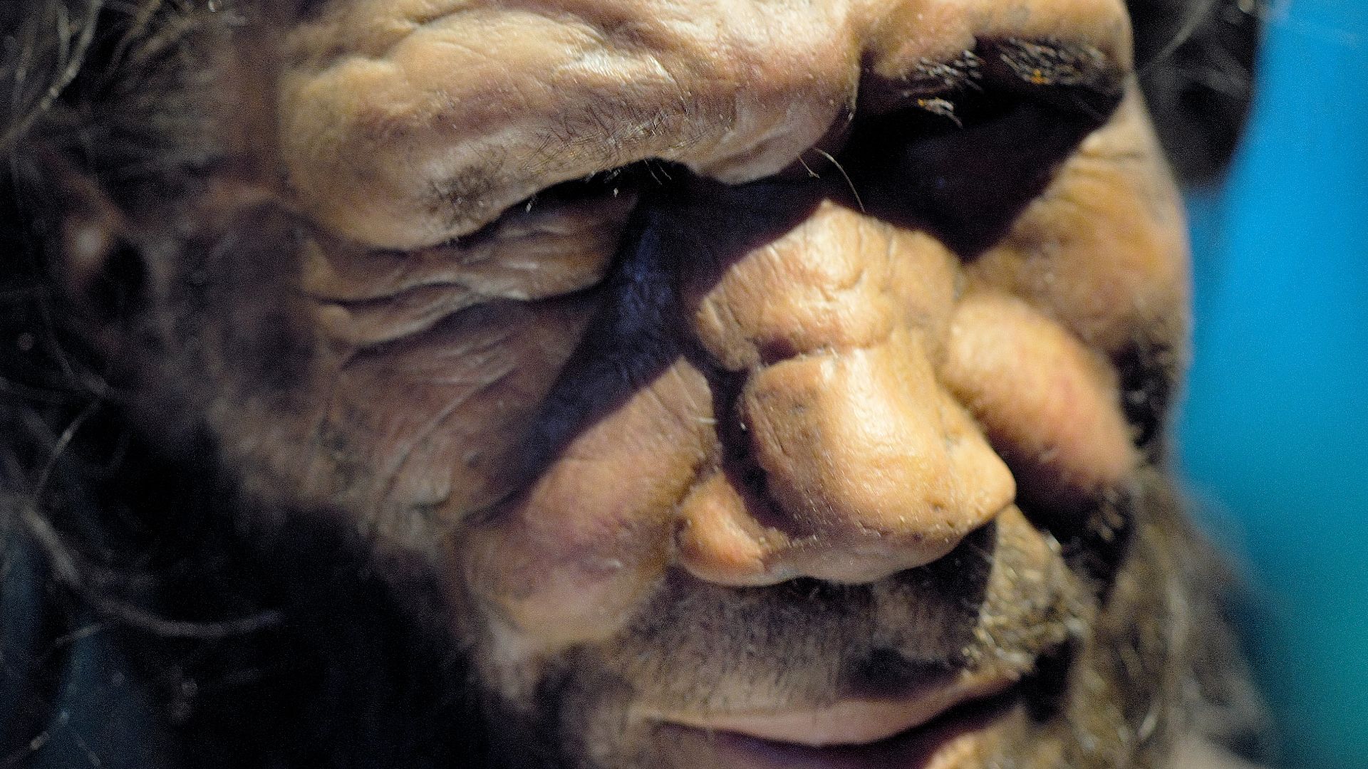 Neanderthal man reconstruction, Natural History Museum, London
Artistically and scholarly, this is a brilliant reconstruction of Neanderthal man who used to live in Europe through the Ice Ages until the arrrival of