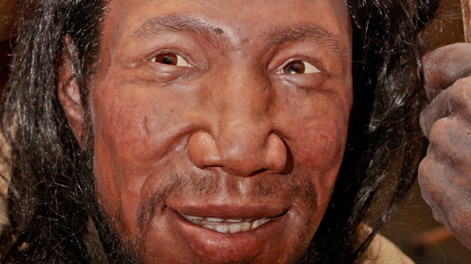 Reconstruction of an early (between 37,000 and 42,000 years old) European Homo sapiens based on bones found in the cave Peştera cu Oase (Romania). Exhibited in the Neanderthal Museum in Mettmann, Germany.