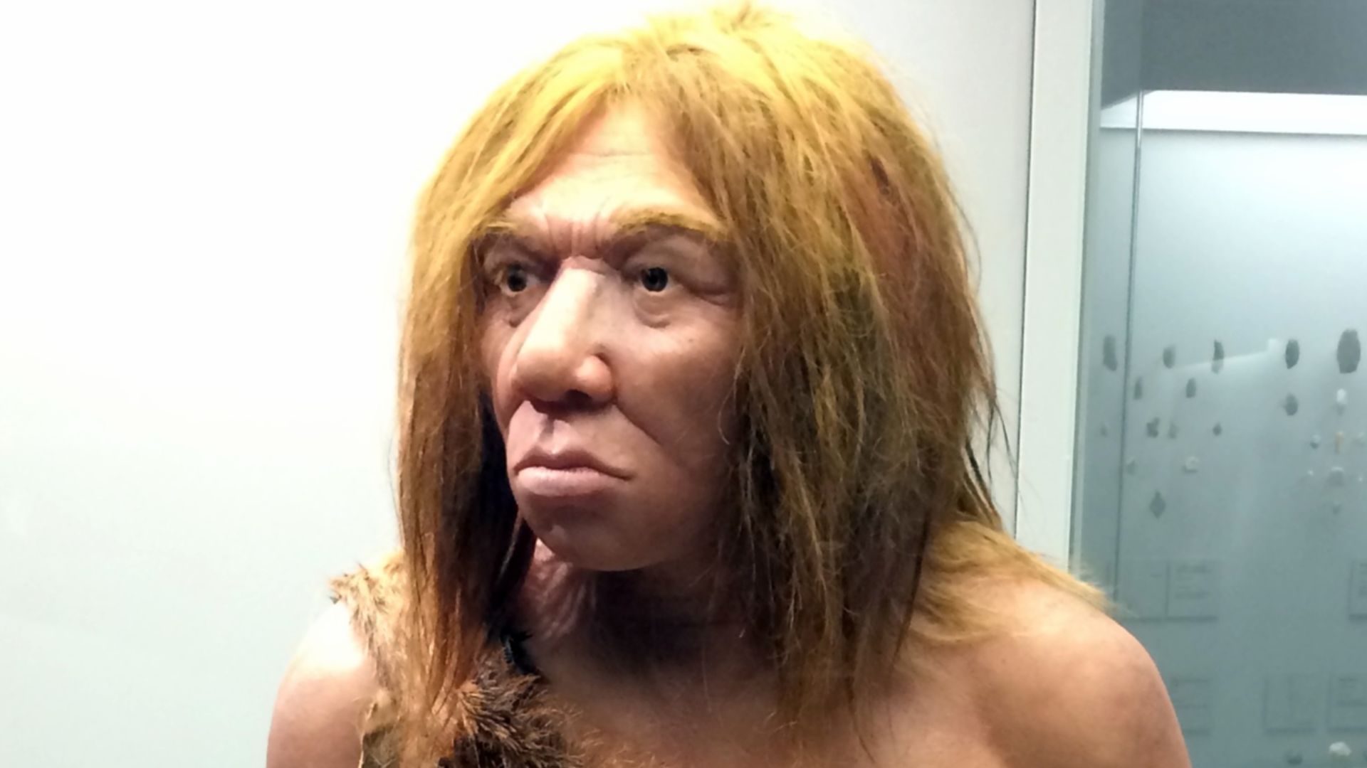 Reconstruction of the physical aspect of a Neandertal man. Museo arqueologico de Asturias (Spain)