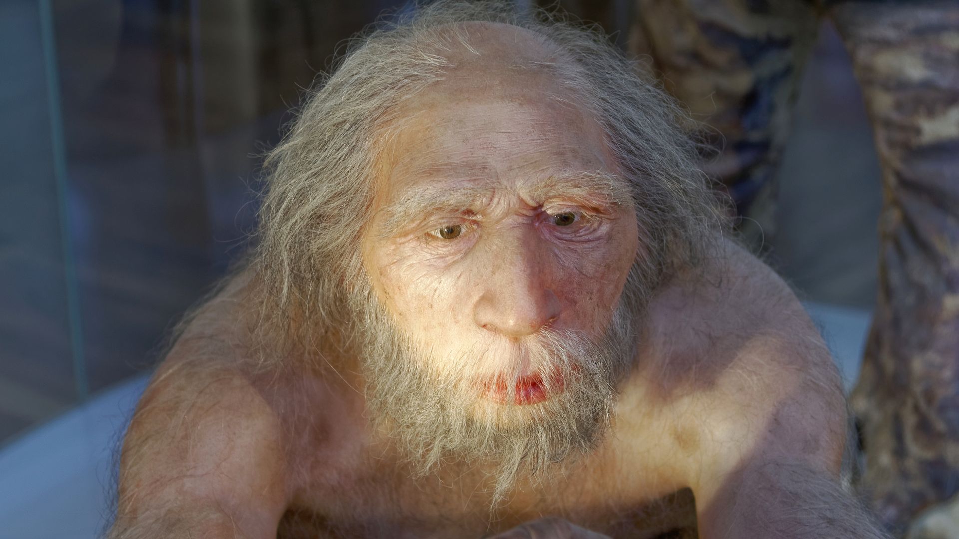 Model of Homo neanderthalensis elder man in The Natural History Museum, Vienna
