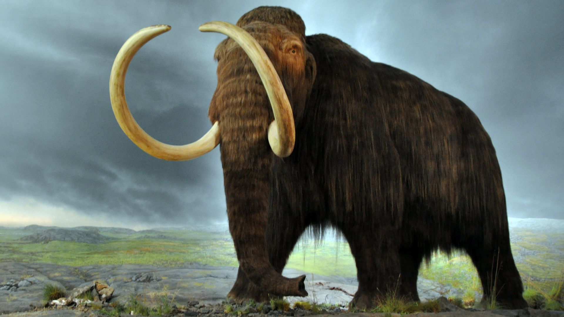 In the Royal BC Museum in Victoria (Canada). The display is from 1979, and the fur is musk ox hair.[1]