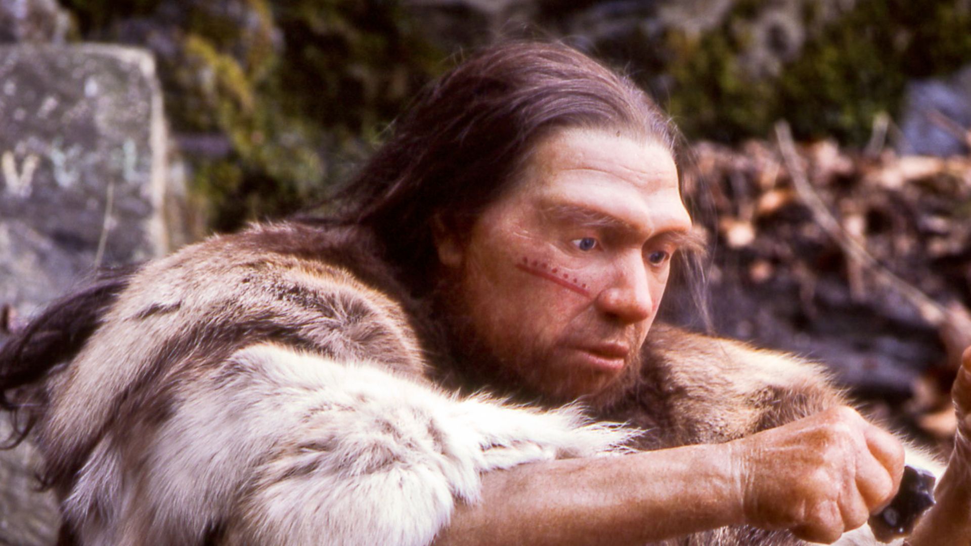 Lebend-Rekonstruktion im Neanderthal-Museum (Erkrath, Mettmann) eines Homo sapiens neanderthalensis-Jägers