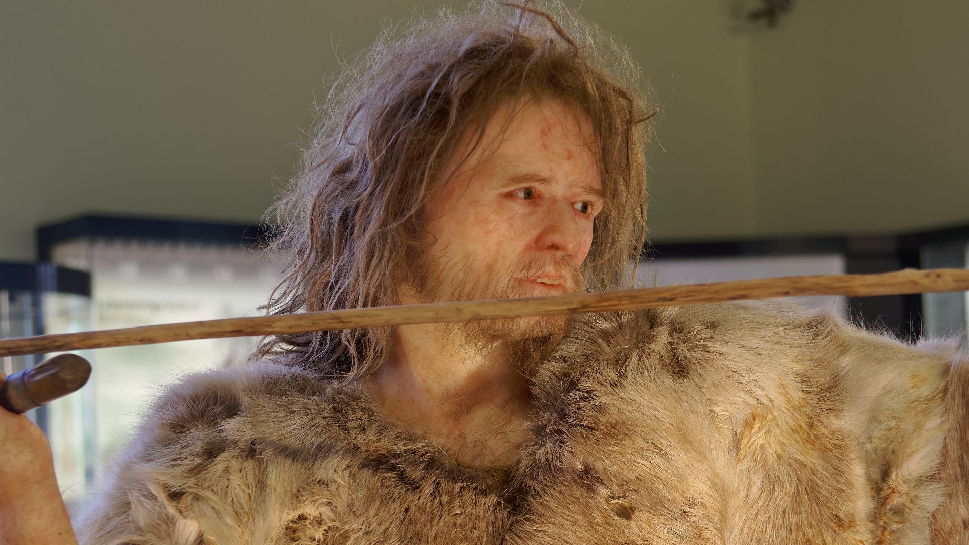 Model of Cro-Magnon 1, Homo Sapiens man in The Natural History Museum, Vienna