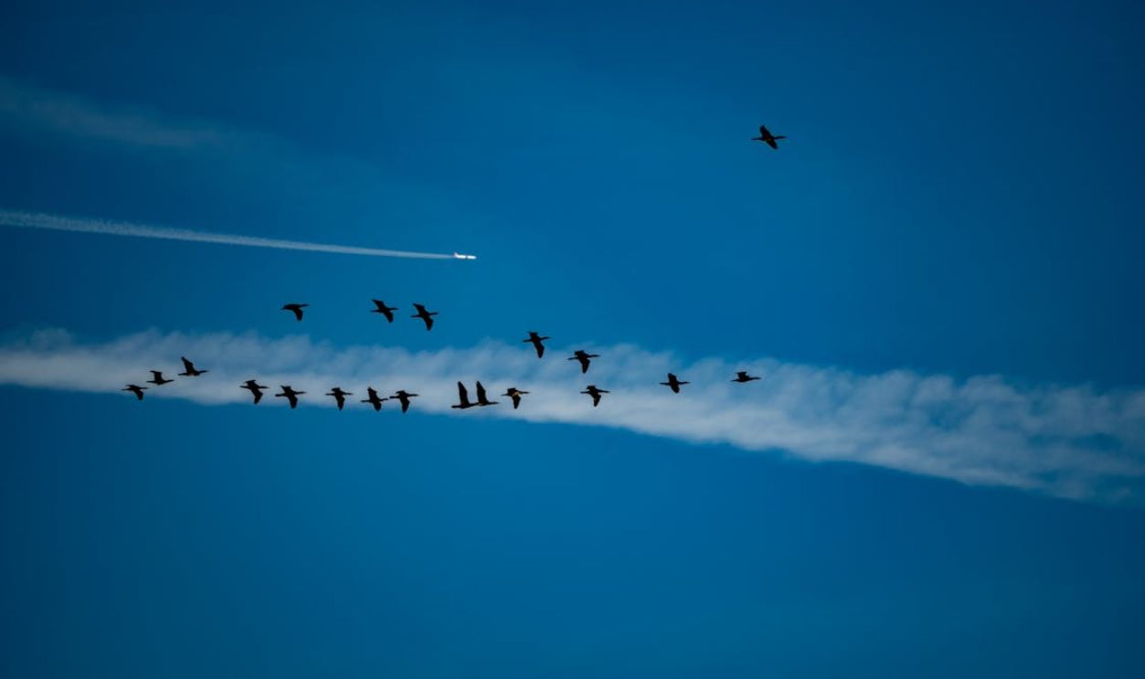 Flock of birds migrating with a plane and contrail in a bright blue sky.