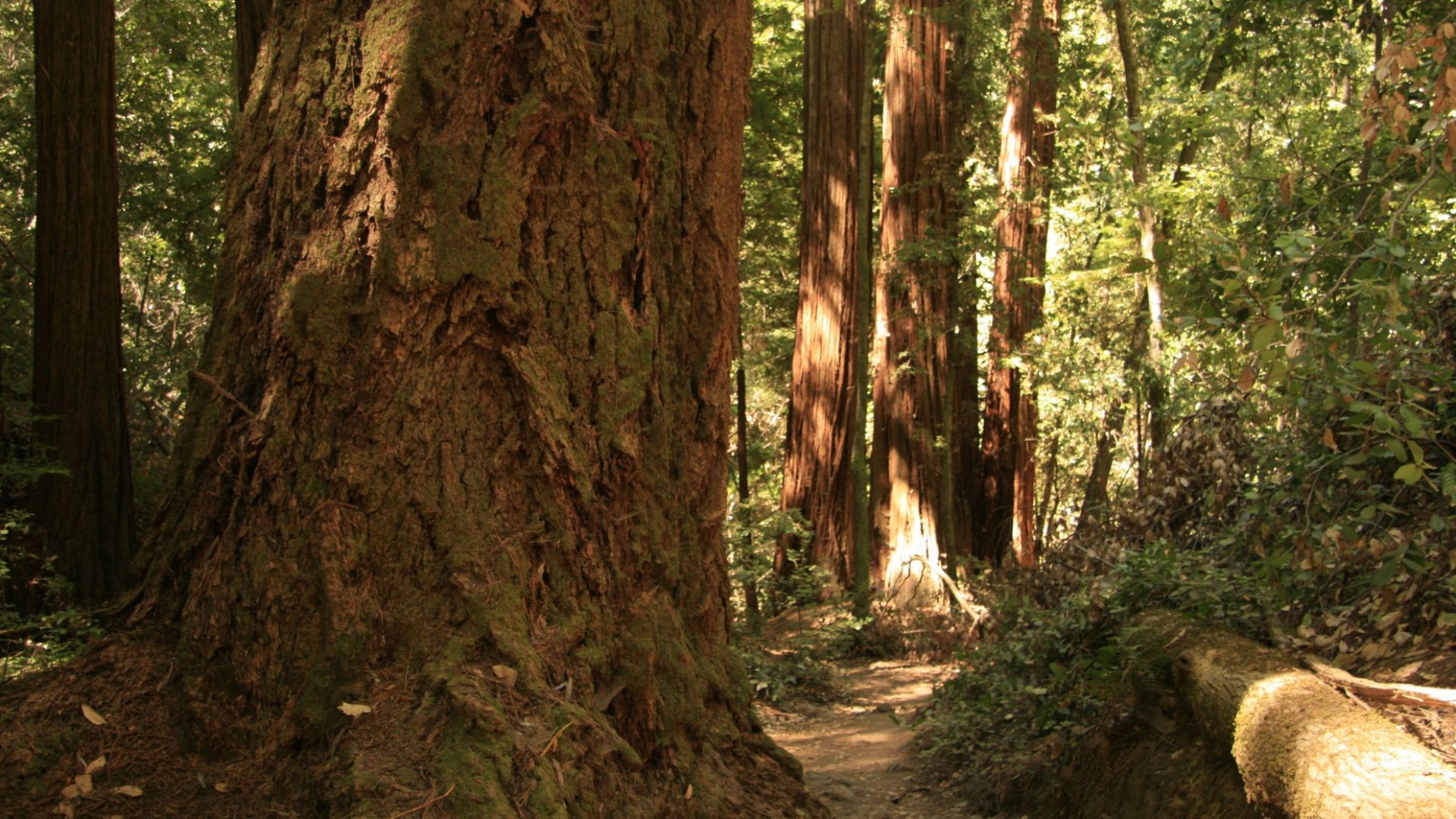 A redwood forest that Star Wars Return of the Jedi (video game) is inspired from in addition to the movie