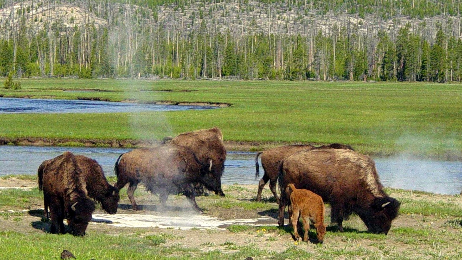 Photo taken in the Yellowstone area.