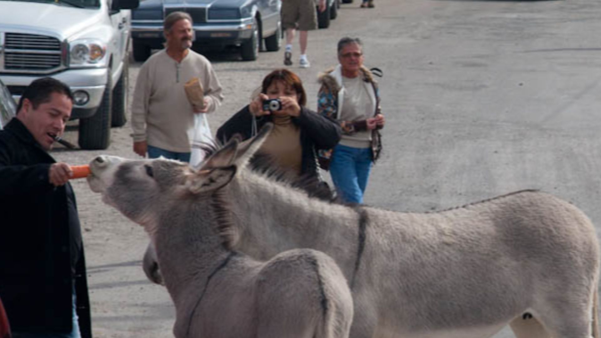 Burros in downtown Oatman, Arizona.
Copyright 2010, Ryan Holliday. The original image can be found at http://www.mountaininterval.org.