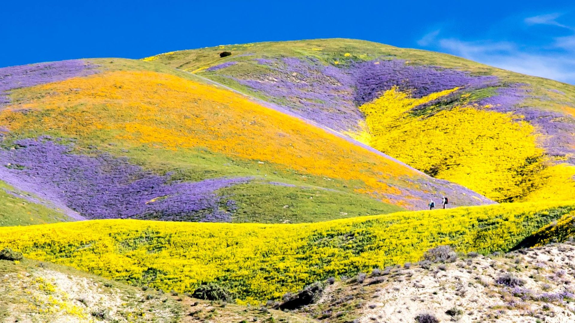 The superbloom has migrated north to California's Central Valley, and the show is simply indescribable at the Carrizo Plain National Monument. The Valley floor has endless expanses of yellows and purples from coreopsis, tidy tips and phacelia, with smaller patches of dozens of other species. Not to be outdone, the Temblor Range is painted with swaths of wildlflowers in oranges yellow and purple like something out of a storybook. Visitors are flocking to the area to see this explosion of color, and travelers should be prepared with a full tank of gas as there are no services in the monument. Photo by Bob Wick, Bureau of Land Management - California. #trackthebloom