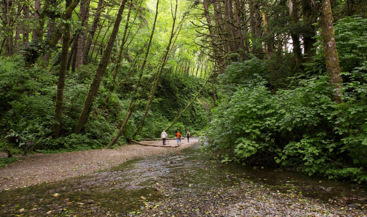 File:Fern Canyon is a canyon in the Prairie Creek Redwoods State Park in Humboldt County, California LCCN2013632258.tif