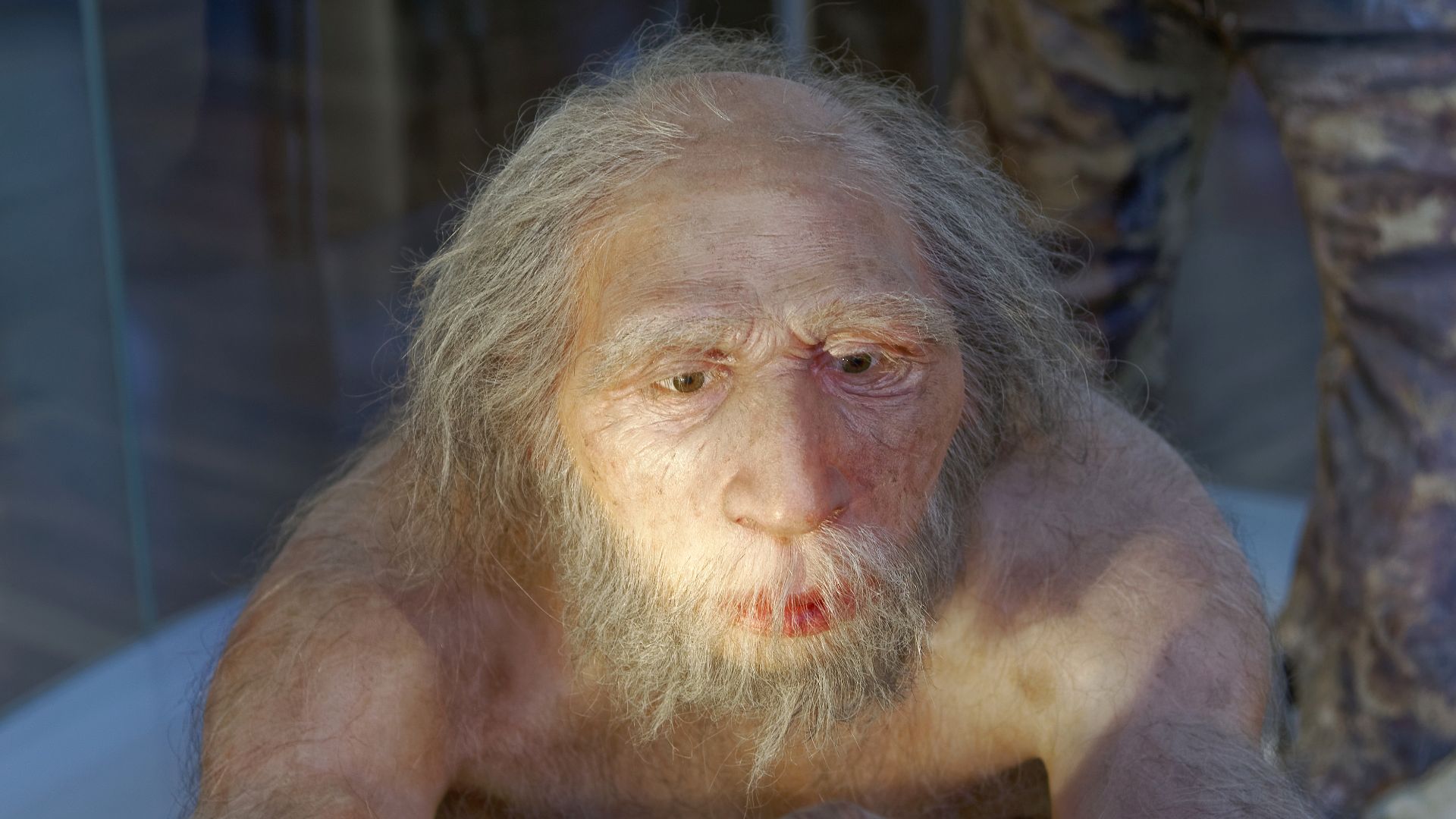 Model of Homo neanderthalensis elder man in The Natural History Museum, Vienna