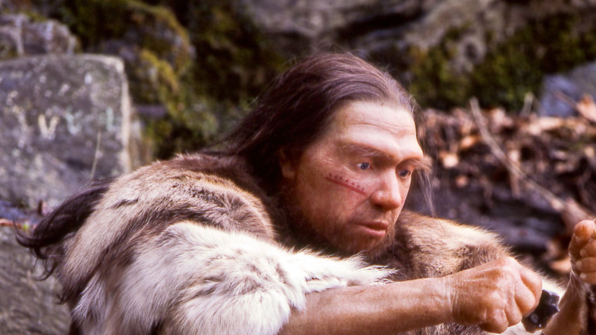 Lebend-Rekonstruktion im Neanderthal-Museum (Erkrath, Mettmann) eines Homo sapiens neanderthalensis-Jägers