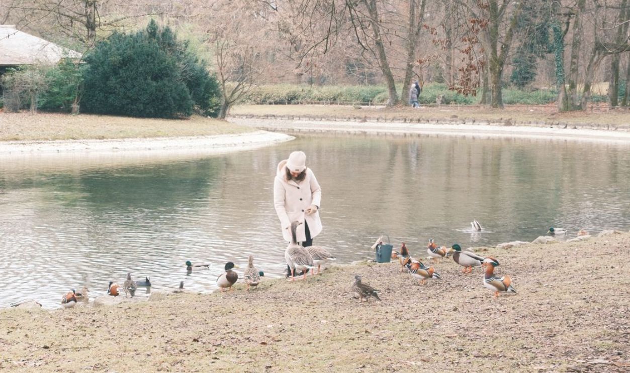 duck 