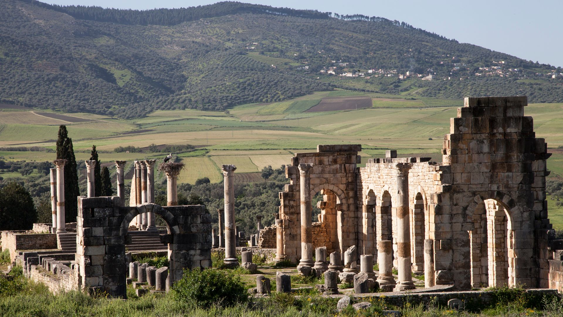 Volubilis Longshot