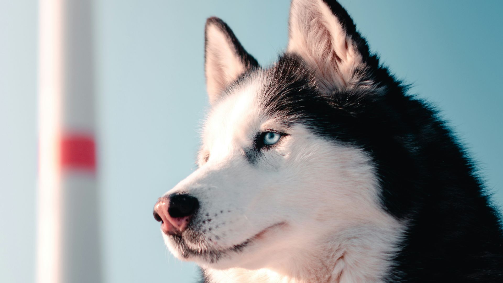 black and white siberian husky