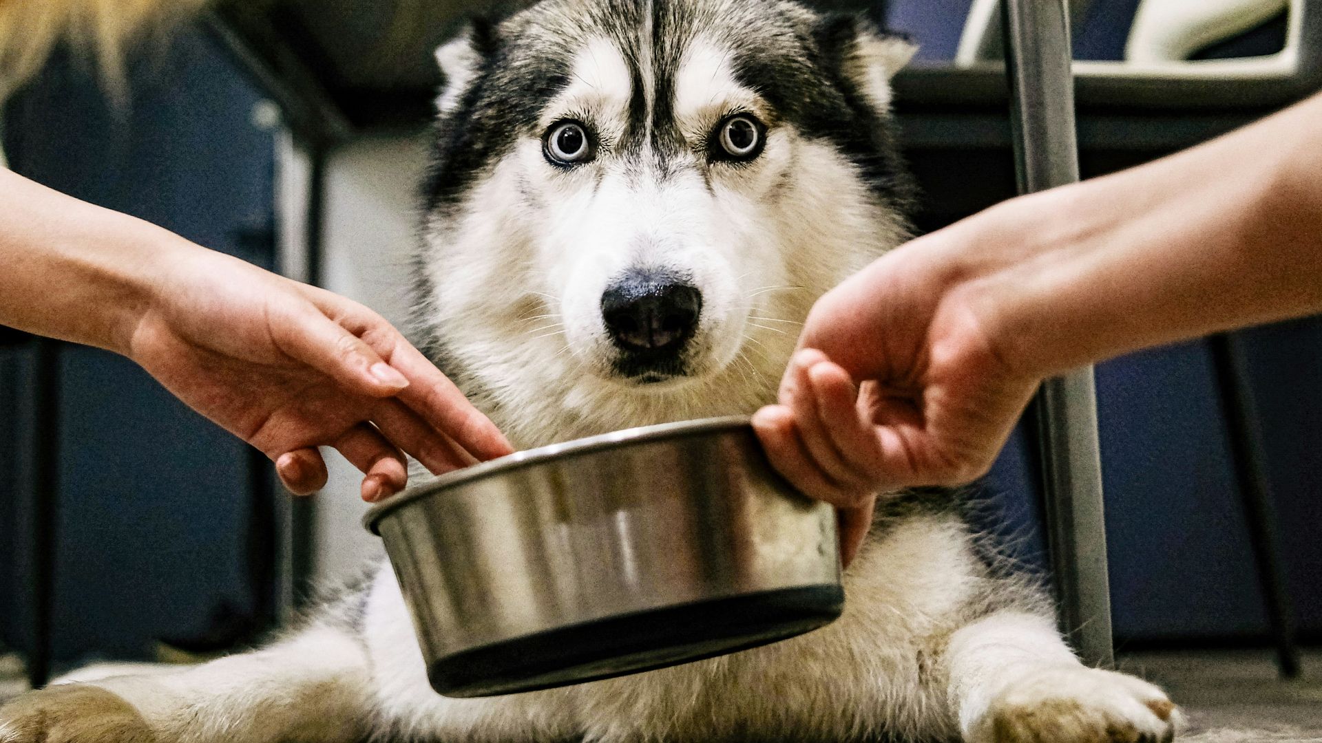 a dog sitting on the floor with a person feeding it