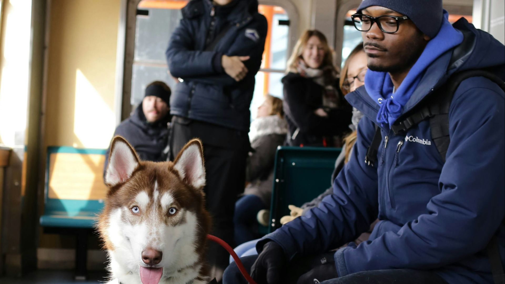 Siberian Husky beside man sitting on bench inside room