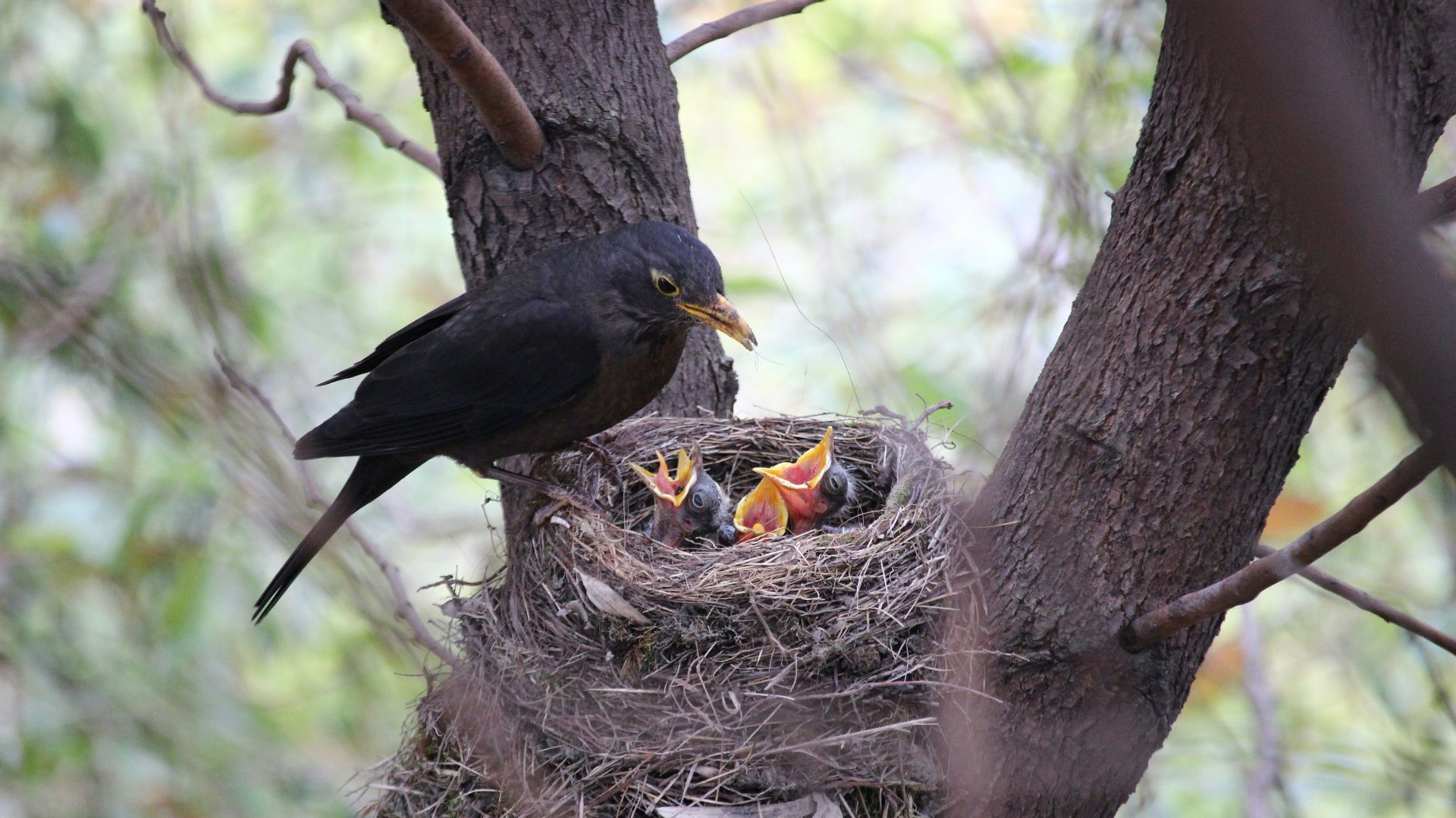 black bird on brown nest