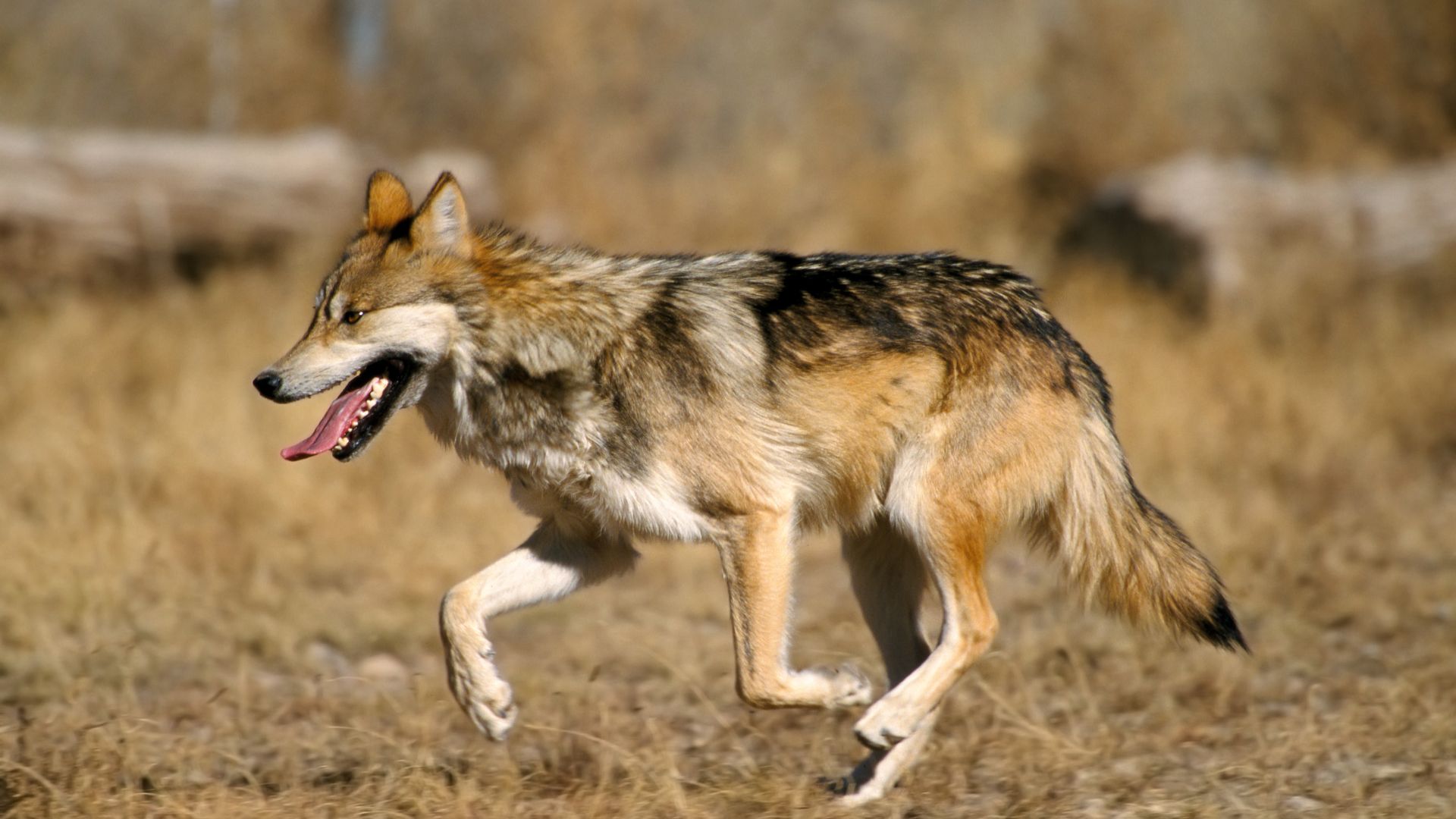 Captive Mexican Wolf at Sevilleta National Wildlife Refuge, New Mexico. Edit to reduce noise and improve contrast by Yummifruitbat.