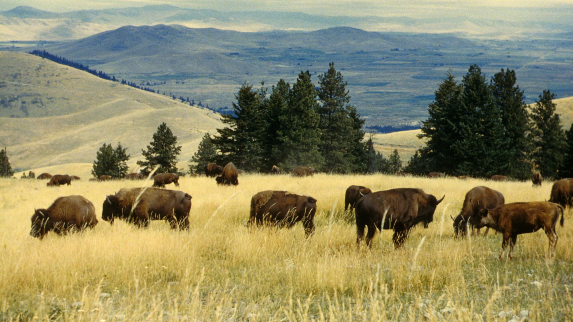 Bison graze on the National Bison Range in Montana.