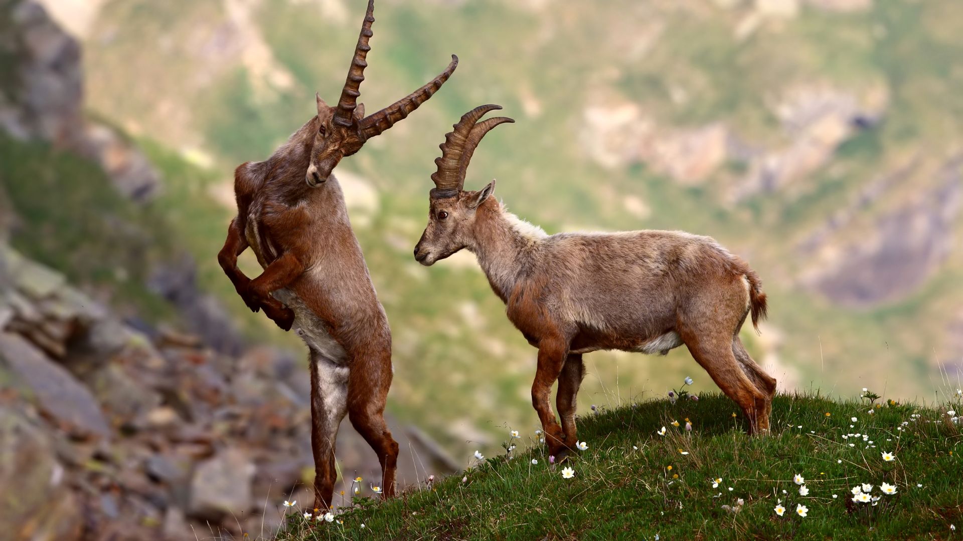 Alpine ibexes (Capra ibex) in the Gran Paradiso National Park, Piedmont, Italy
