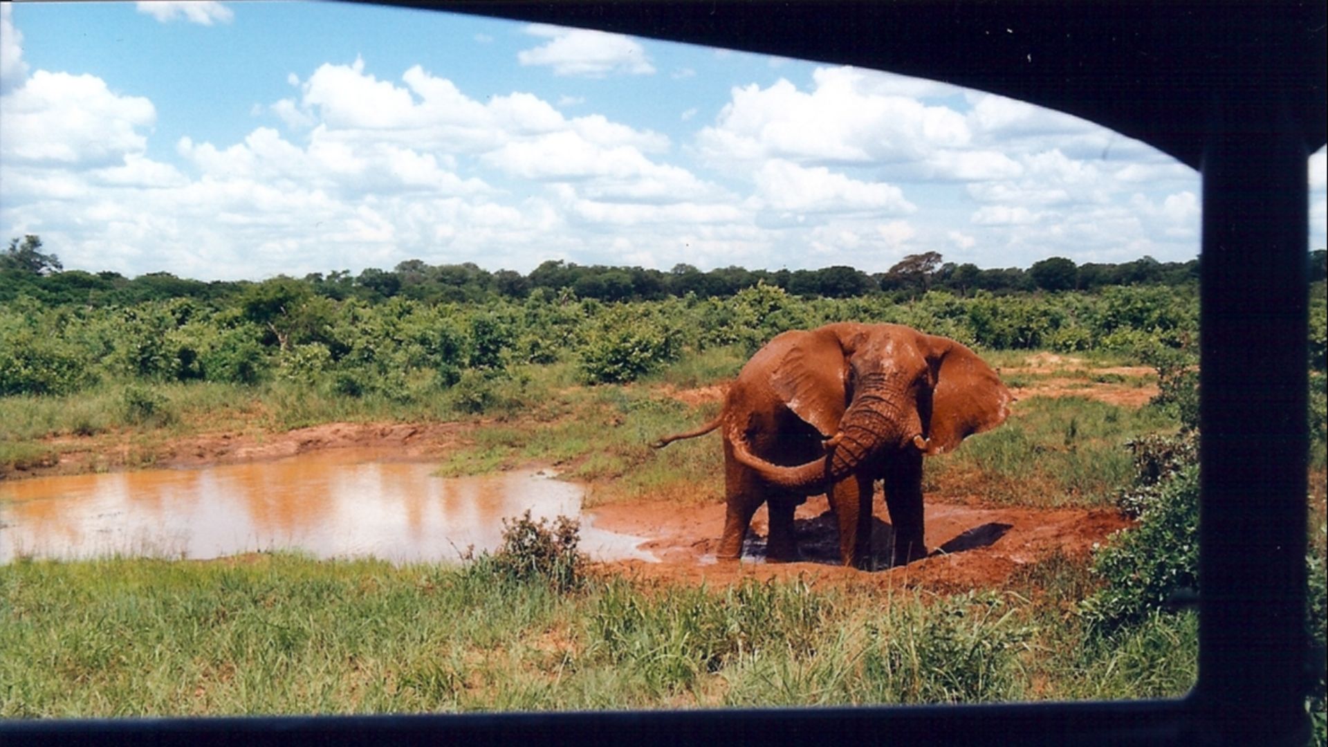 Male elephant mudbathing in Hwange National Park, Zimbabwe. Taken from a distance of about 10 m, Dec 1999 on film. One of five photos (see below).