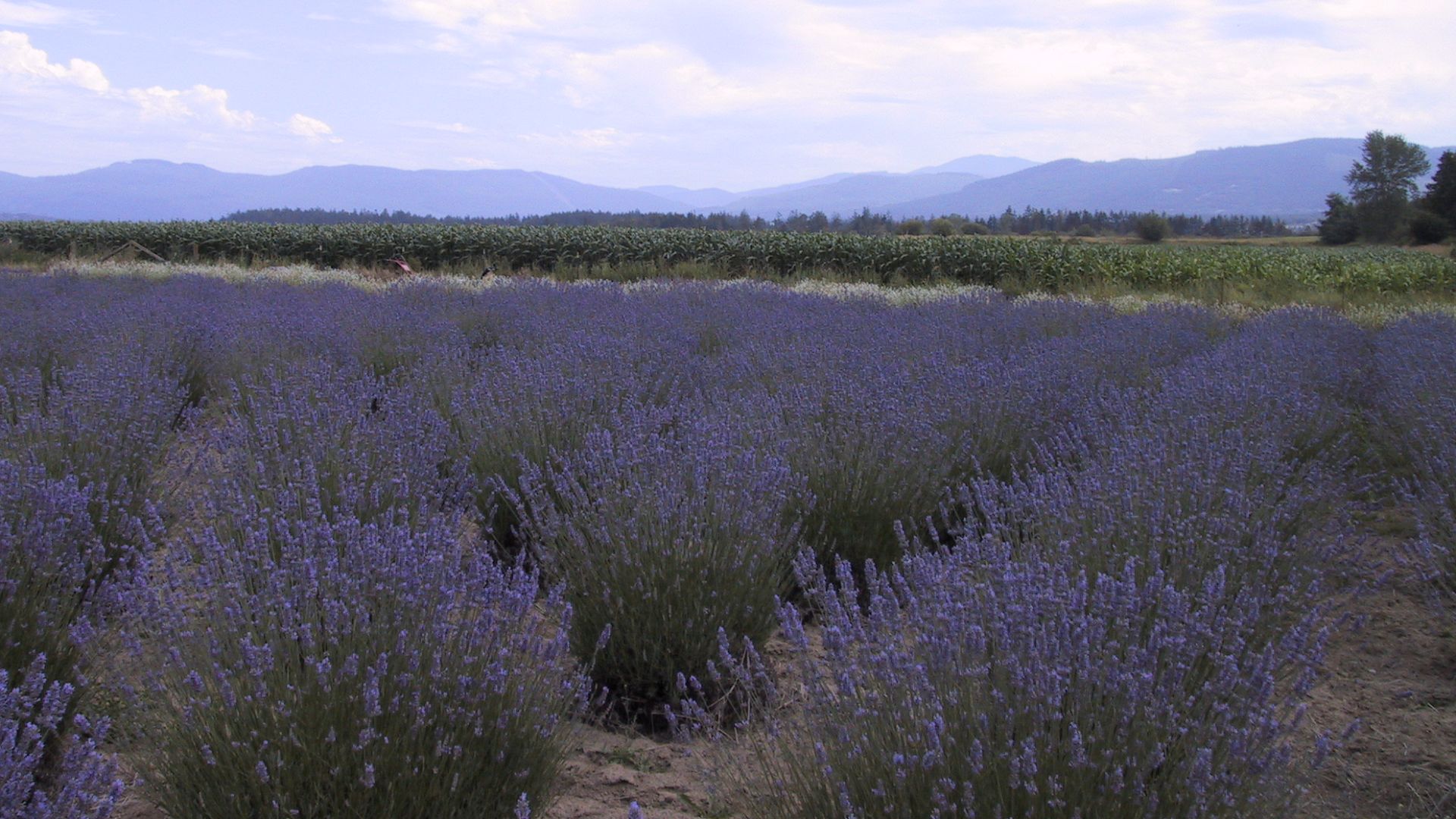 A lavender farm in Sequim, WA during the Lavender Festival