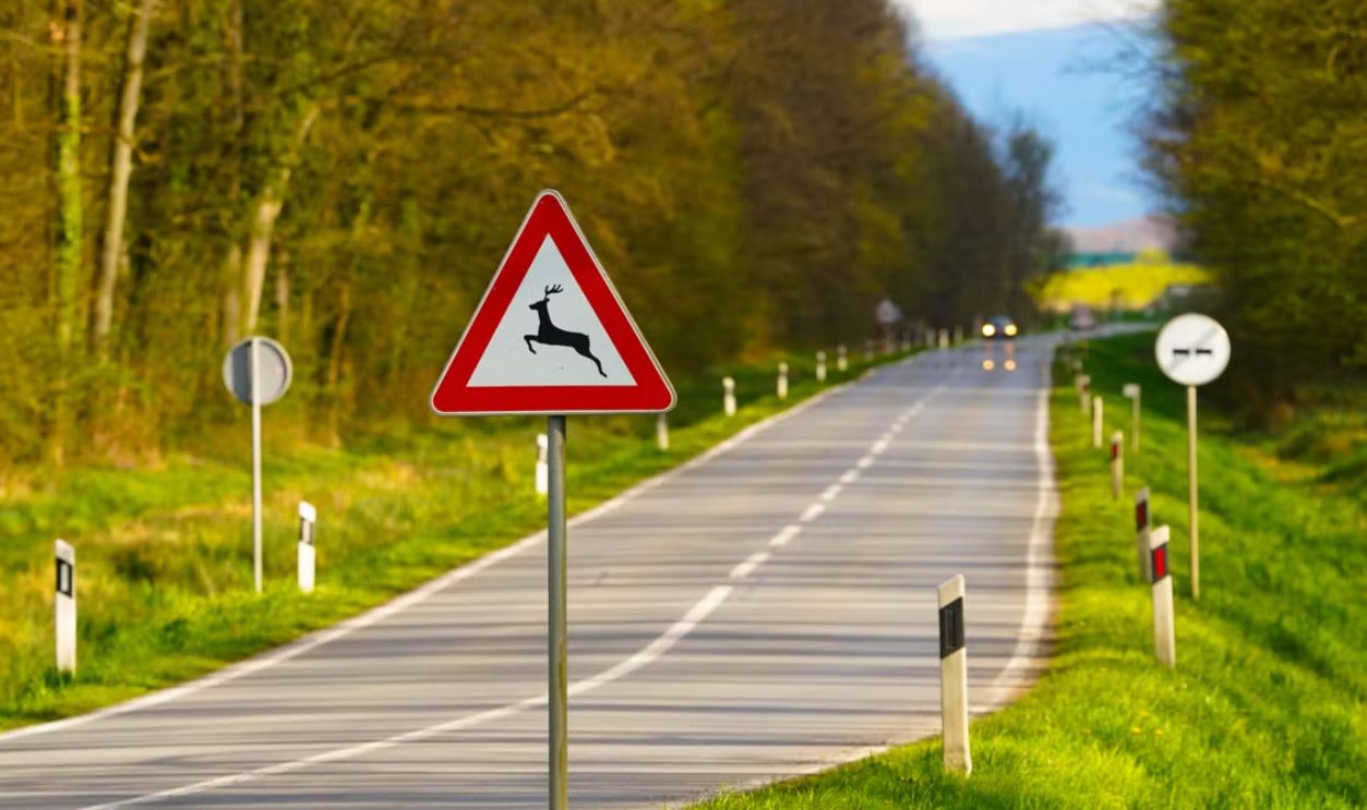 Scenic road through a forest with a deer crossing sign, captured during springtime in Croatia.