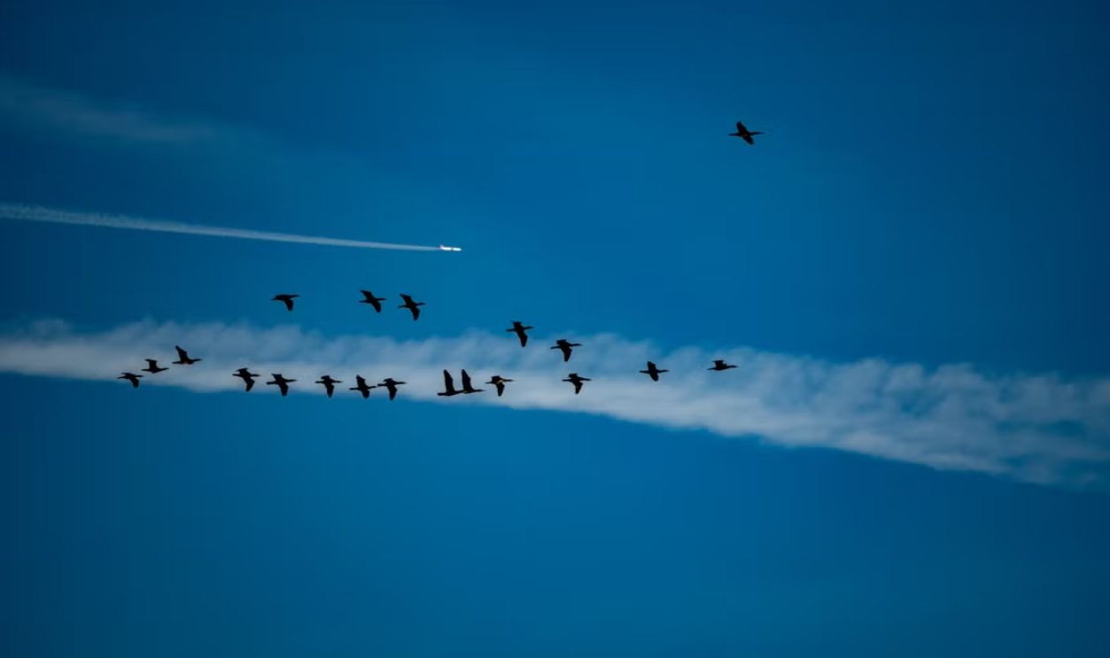Flock of birds migrating with a plane and contrail in a bright blue sky.