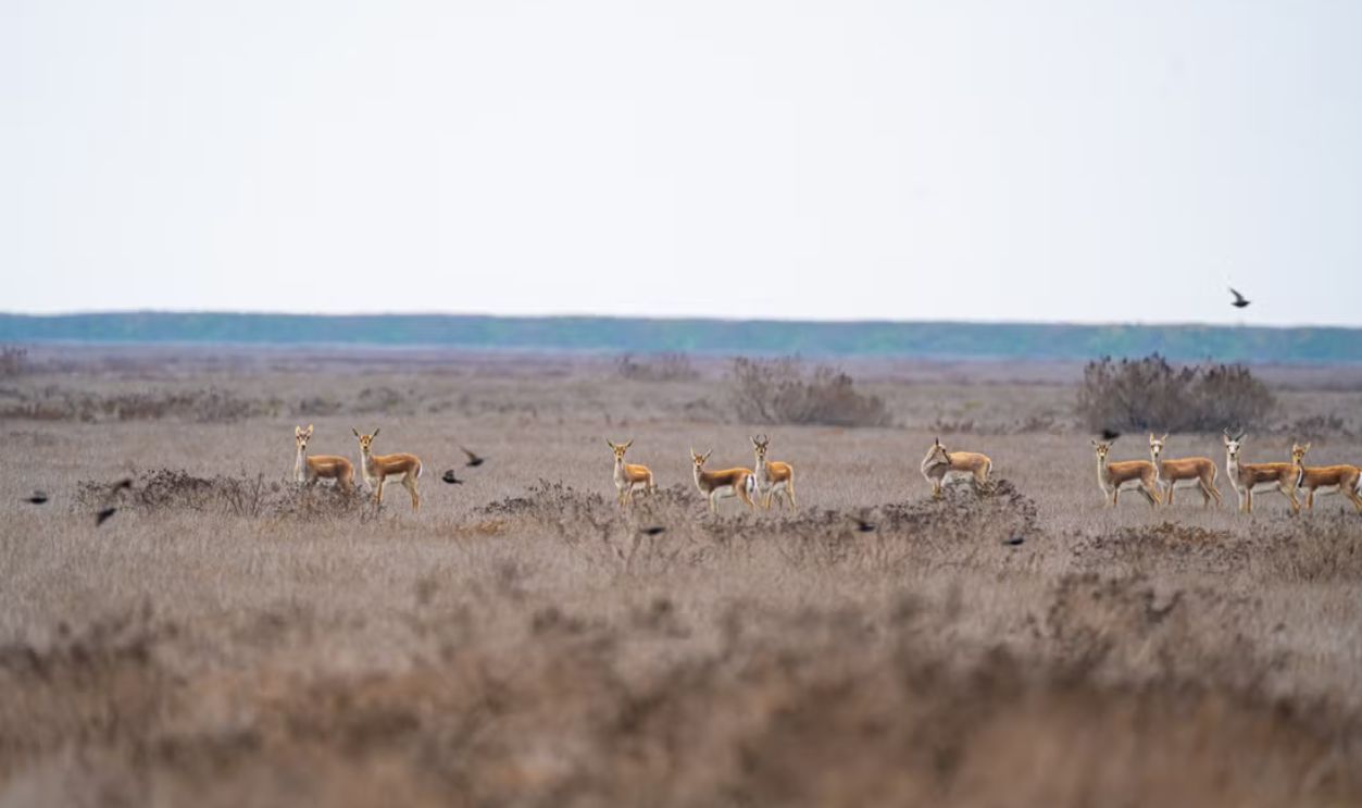 A group of gazelles standing in a wide open savannah landscape under a clear sky.